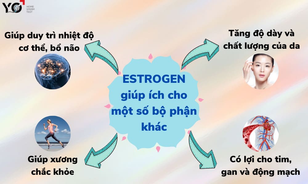 Estrogen có tác dụng gì