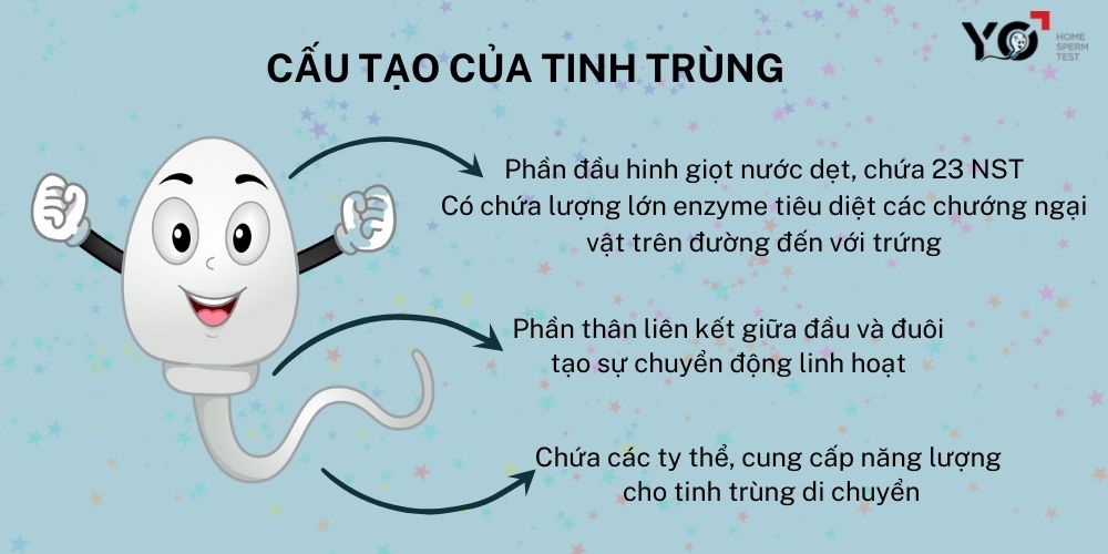 Tinh trùng được cấu tạo như thế nào?