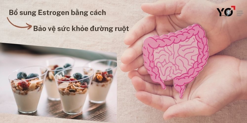 Bổ sung Estrogen thông qua bảo vệ sức khỏe đường ruột