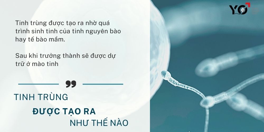 Tinh trùng được tạo ra như thế nào?