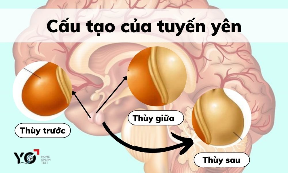 Cấu tạo của tuyến yên