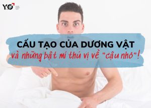 Cấu tạo của dương vật