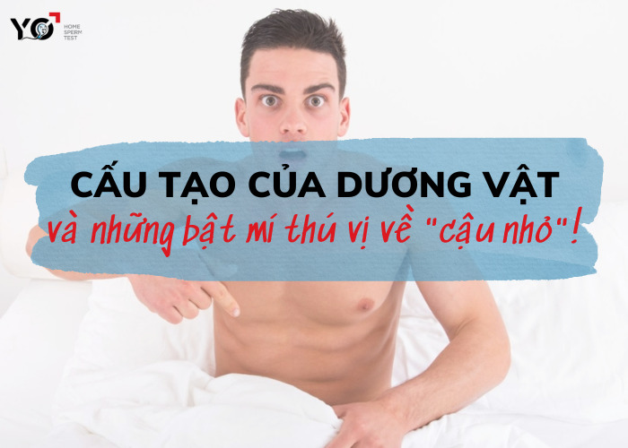 Cấu tạo của dương vật