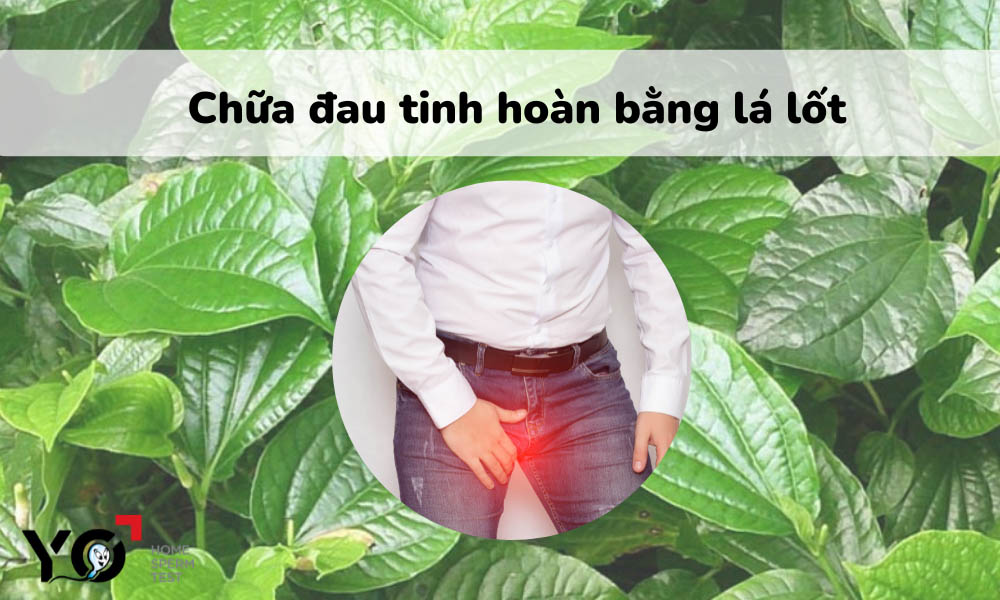 Dùng lá lốt kết hợp với vài vị thuốc để giảm đau tinh hoàn