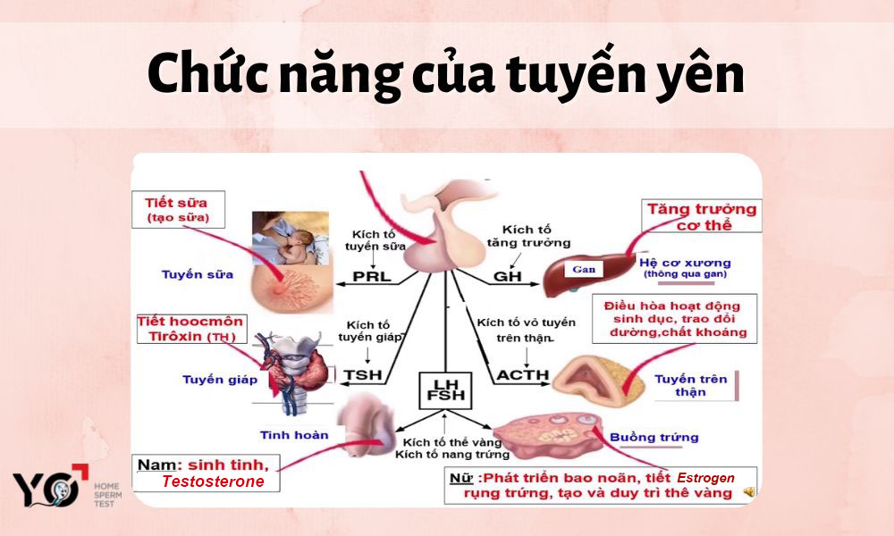 Chức năng của tuyến yên