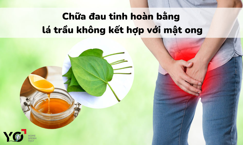 Chữa đau tinh hoàn bằng lá trầu không