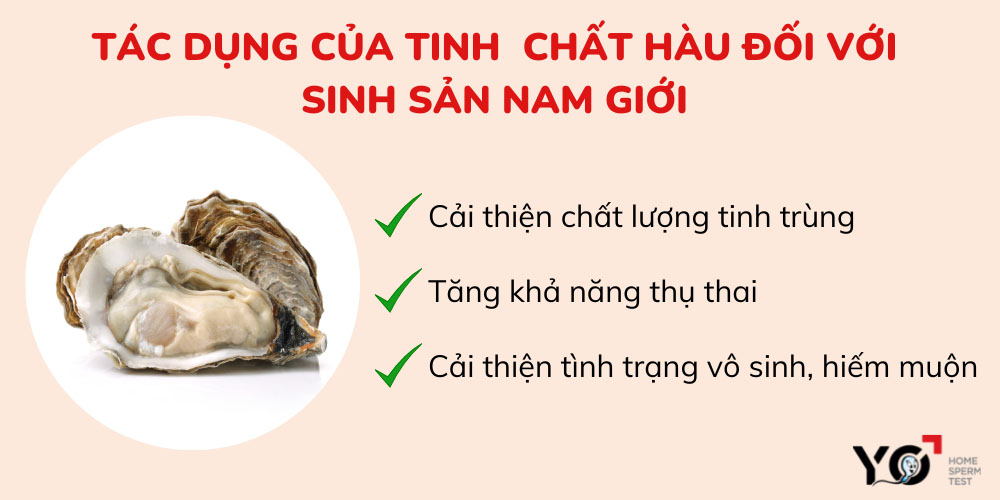 Tác dụng của viên uống hàu biển đối với khả năng sinh sản của phái mạnh