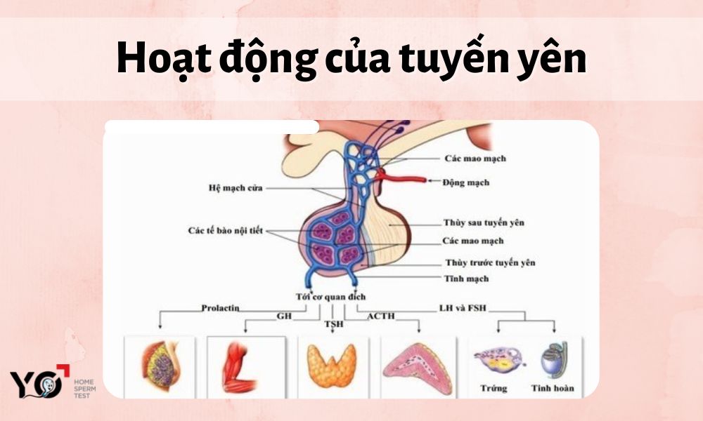 Tuyến yên hoạt động như thế nào?