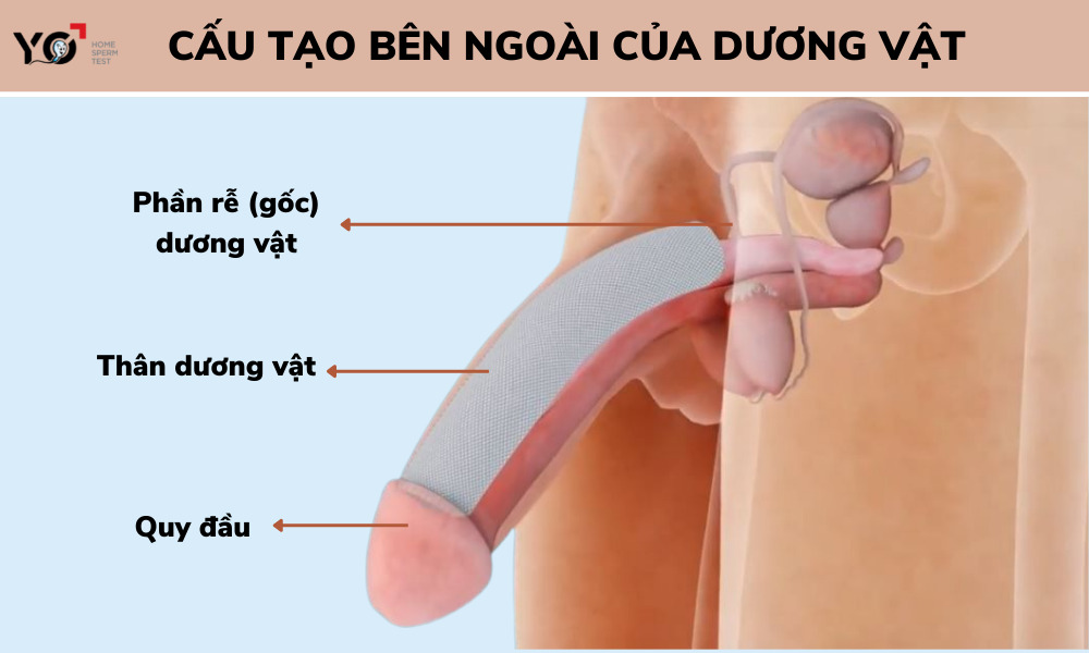 Cấu tạo bên ngoài của dương vật gồm 5 bộ phận nhỏ