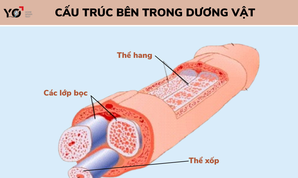 Cấu tạo bên trong của dương vật gồm 3 bộ phận nhỏ