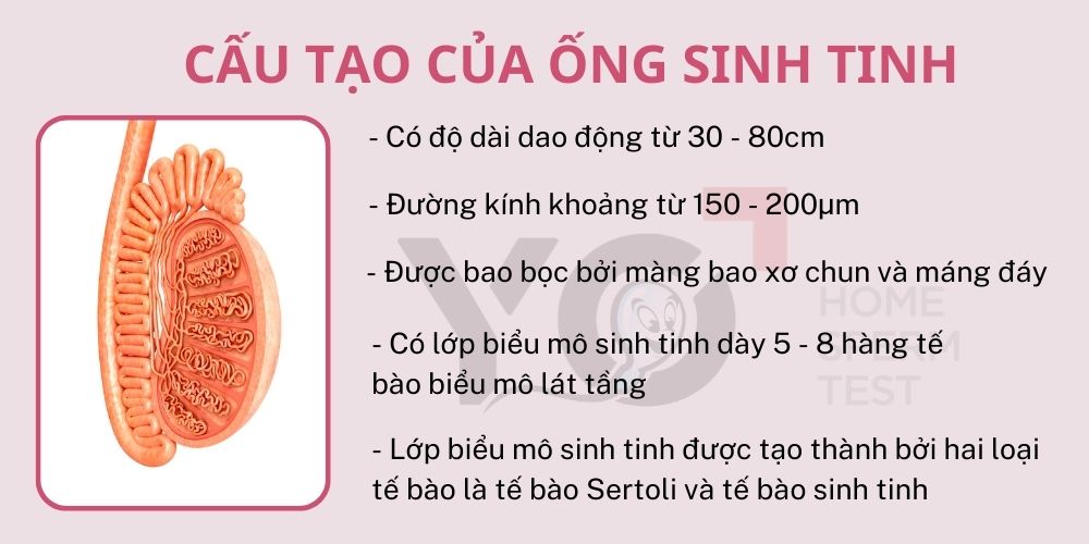 Cấu tạo của ống sinh tinh