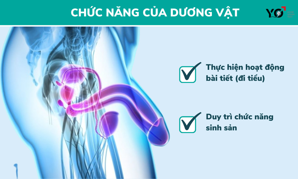 2 chức năng chính của dương vật