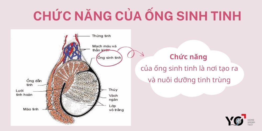 Chức năng của ống sinh tinh