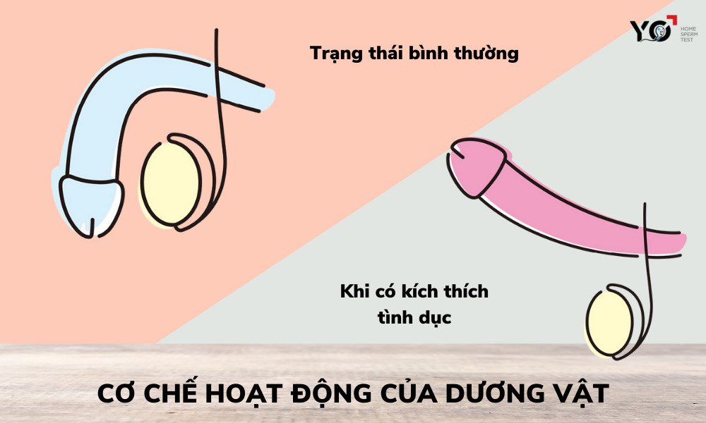 Cơ chế hoạt động của dương vật