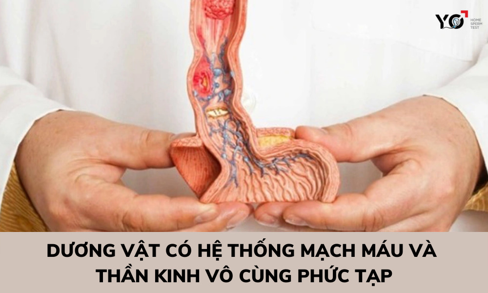 Hệ thống mạch máu và thần kinh của dương vật