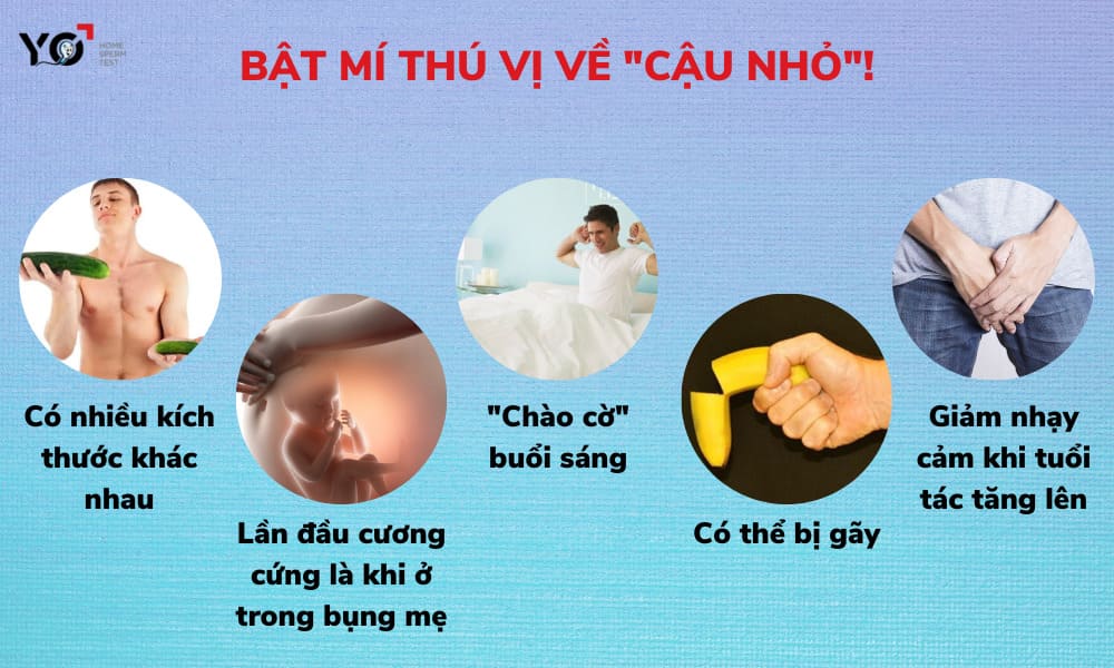 Một số điều thú vị về “cậu nhỏ”