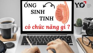 Ống sinh tinh