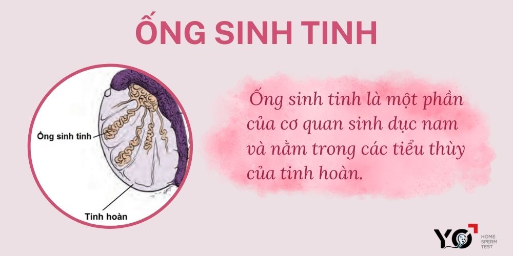 Ống sinh tinh là gì?
