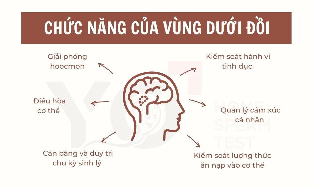 Chức năng vùng dưới đồi