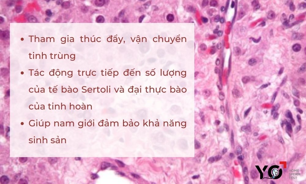 Vai trò tế bào Leydig