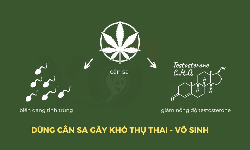 Ảnh hưởng của cần sa