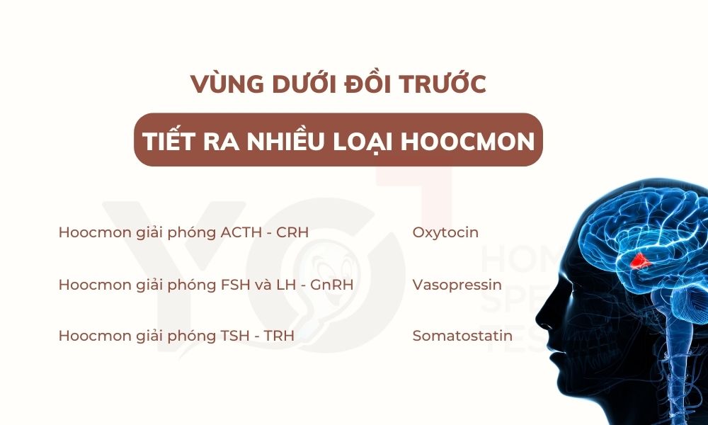Các hoocmon vùng dưới đồi tiết ra