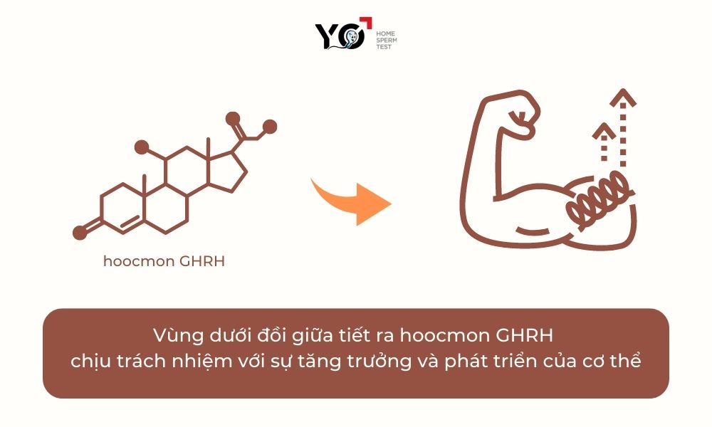 vùng dưới đồi giữa