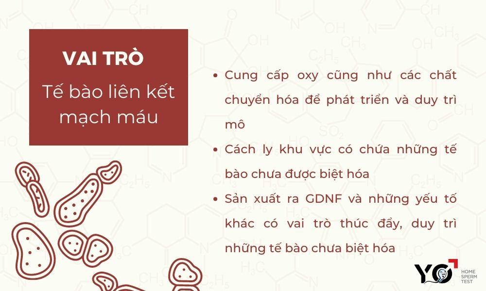 Nhiệm vụ của tế bào liên kết mạch máu
