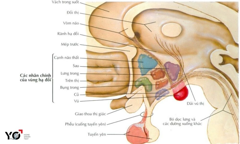 Vùng dưới đồi sau