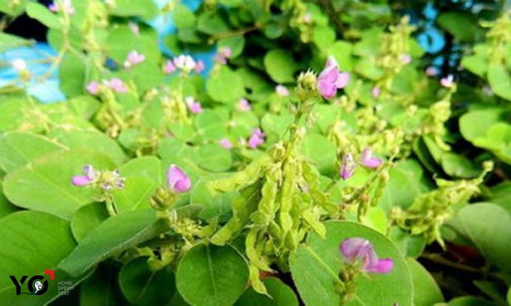 Nước kim tiền thảo