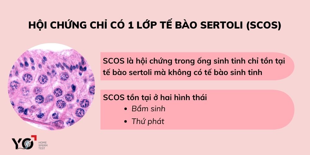 Hội chứng