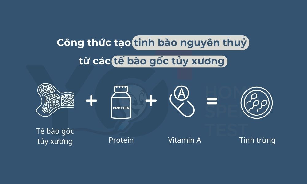 Công thức tạo tinh bào