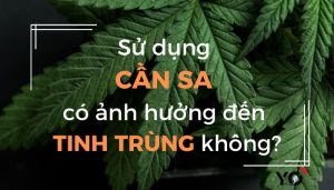 Thumb Yo 700 × 400 px 5