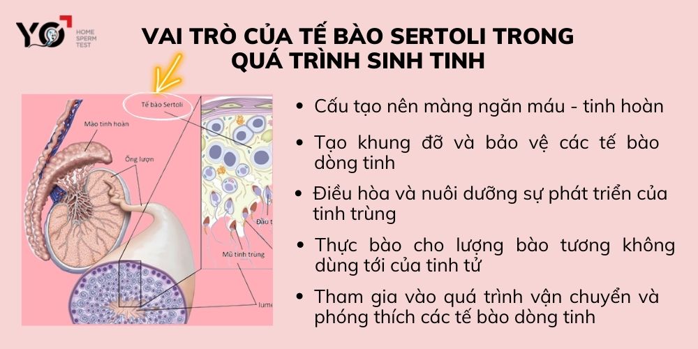 Vai trò tế bào sertoli