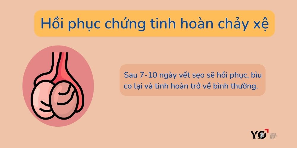 Hồi phục chứng tinh hoàn chảy xệ