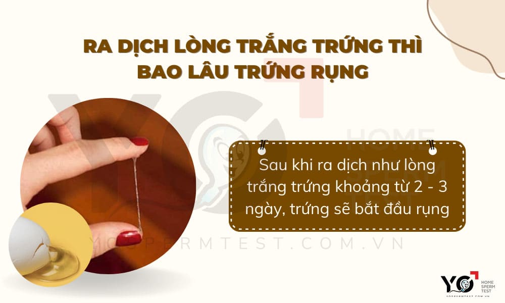 trứng sẽ rụng sau khi ra dịch lòng trắng trứng khoảng từ 2 - 3 ngày